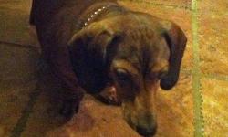 Dachshund - Frankie - Small - Adult - Male - Dog
Frankie needs a home where he will have time to bond with a new owner. He is not fond of veterinarians and this should be considered and noted to any veterinarian before he sees one. He is a trusting and