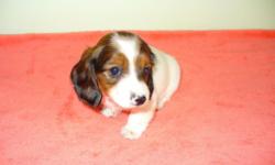 We have one little girl, 9 weeks old, she is a chocolate, piebald,
longhair. She has a beautiful face and her piebald pattern is
gorgeous. She is little, the smallest in her litter. She has had
her first puppy shots and she has current worming. She has a