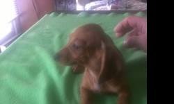 Sweet mini dachshund male up to date on all vaccines and wormings paper trained . He was born 12/12/12 will be a Small mini When mature