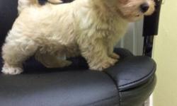 Shorkie Tzu pup available for sale. Beautiful fluffy coat and will range in size from 5lbs to 7lbs. They will be vaccinated and vet checked before leaving. You can contact me at (917-995-5476) call, text or e-mail [email removed]. Dog training packages