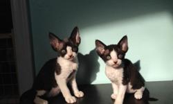 We have only one black one white female Devon Rex kitten left. She is ready to go to her forever home! She and her siblings were born on November 14, 2014. She was de-wormed but she is too young to get shots yet. In picture #1 she is on right; in picture