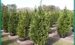DISCOUNT LEYLAND CYPRESS
BELOW WHOLESALE PRICES
WE DELIVER NURSERY STOCK DIRECTLY FROM THE GROWER TO YOU!
SHEARED FULL CONTAINERIZED LEYLAND CYPRESS
PROFESSIONAL TREE PLANTING AVAILABLE AT LOW LOW PRICES
6-7 ** 8-10 ** OTHER SIZES AVAILABLE
[email
