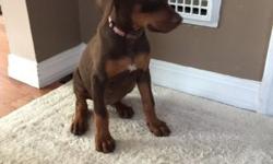 Doberman female pup born on Mother's Day. Very sweet. Has one eye missing due to fighting with other pups when was a baby. Shots done, tail docked. Asking $300
This ad was posted with the eBay Classifieds mobile app.