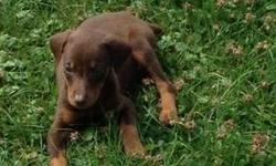 9 week old red female doberman pinscher. Upto date on all shots tails docked declawed. Comes with papers to AKC register her. She comes with her toys and food. $450 she is very smart she is learning her commands well and in the process off potty training
