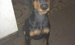 14 week old male pup black and tan. 1st shots and wormer. Dewclaws removed and tails docked. I own both AKC parents. Both on site.