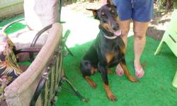 Doberman puppy one left, shots and wormed. Call 585 953 7975.
