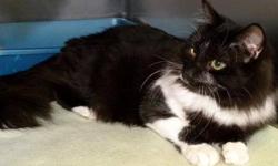 Domestic Long Hair - Black and white - Frank - Medium - Adult
Frank is such a handsome boy! Check out those long, white whiskers! He is friendly and playful and he likes to meet new friends.
CHARACTERISTICS:
Breed: Domestic Long Hair-black and white
Size: