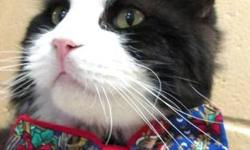 Domestic Long Hair - Black and white - Sylvester - Large - Adult
I'm a mush. A Sylvester look-a-like.I love people so much. I'm a big guy with lots of love, but with not a lot of good luck. I've been on the streets, trying to find food in the