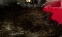 Domestic Long Hair - Black - Berry Bama*at Petco* - Medium
Berry Bama is a gorgeous, 2 year old kitty. She is a sweetheart, but a little shy when she first meets new people. She would love to find a calm, quiet home. If you would like to meet Berry Bama,