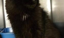 Domestic Long Hair - Black - Spooky - Medium - Adult - Female
Spooky is a beautiful, long haired black cat. She is a laid back and affectionate girl who loves to meet new friends--come visit her soon!
CHARACTERISTICS:
Breed: Domestic Long Hair-black
Size: