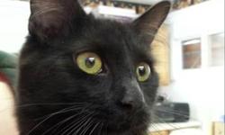 Domestic Long Hair - Black - Thurston - Small - Young - Male
Thurston is an 8 month old DLH male black kitten who has the fluffiest tail!! Please stop by to visit him and he is hoping that you will take him home!! Update: Thurston has been neutered.
If