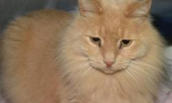 Domestic Long Hair - Buff - Tiki - Medium - Adult - Male - Cat
Tiki is a handsome, 5 year old, neutered male, long haired buff kitty. He is sweet and quiet and he enjoys being petted. He would prefer to be an only cat in a calm home.
CHARACTERISTICS:
