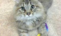 Domestic Long Hair - Catrinka - Small - Young - Female - Cat
Little Catrinka is a 5 month old female DLH Tiger/Calico sweetheart who is waiting just for you to take her home!!
If adopting a cat or kitten from our Shelter, we ask that you please bring a