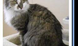 Domestic Long Hair - Gray - Petco Emerald - Small - Adult
Emerald
Grey DLH
Adult/Spayed Female
Emerald came in with 6 kittens who are still in foster. She is a gorgeous kitty who was dumped in the country already pregnant. She needs a loving family that
