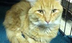 Domestic Long Hair - Orange and white - Murphy - Small - Adult
Murphy
White and Orange DLH
Adult/Neutered Male
Murphy came to us as a stray. He is quiet, thought guy. He would probably love to hang on someone's lap all day.
CHARACTERISTICS:
Breed: