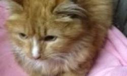 Domestic Long Hair - Orange - Hawthorne - Small - Adult - Male
Just look at me. I am such a handsome guy but a little shy
(just need a little time to warm up). I love feather toys and kitty treats and once I get to know you, I will give you little love