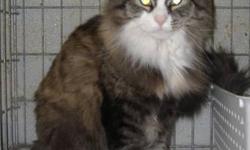 Domestic Long Hair - Star - Large - Young - Female - Cat
I am one of a kind. Already declawed, and good in every situation! Good with other cats, children and I don't even mind dogs. My current challenge is that I have a special diet to dissolve two