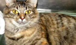Domestic Medium Hair - Emily - Medium - Adult - Female - Cat
Emily is a gorgeous, 1 year old, torbie kitty. She is so soft and silky. This beautiful kitty came to the shelter with her kittens...she was a very good mom, but now she is ready to be adopted