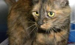 Domestic Medium Hair - Miss Sweetie Pie - Medium - Adult
Miss Sweetie Pie is a gorgeous 6 year old kitty. She is soft and silky and she loves to be petted.
CHARACTERISTICS:
Breed: Domestic Medium Hair
Size: Medium
Petfinder ID: 24742903
CONTACT: