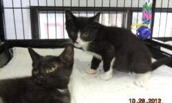 Domestic Short Hair
There were 2 females and 2 males in this sweet, friendly sibling foursome (Happy, a female was adopted). Come visit and see which one wakes up to give you kisses!
Please fill out an application  if you'd like to jumpstart the adoption