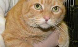 Domestic Short Hair - Amber - Extra Large - Adult - Female - Cat
Amber is a big, beautiful, 10 year old, spayed female, orange tiger cat. She has big feet with extra toes. She is sweet and loving and she enjoys being petted. Come meet this chubby kitty