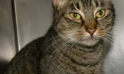 Domestic Short Hair - Annie*at Petco* - Medium - Adult - Female
Annie is a beautiful, 4 1/2 year old, spayed female, gray tiger kitty. She is affectionate and easy going and she loves to be petted. Annie has been waiting at the shelter for a long time and