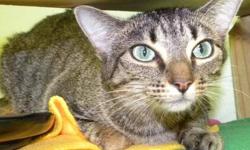 Domestic Short Hair - Azalea*at Petco* - Medium - Adult - Female
Azalea is a long, lean girl with the most gorgeous green eyes! She is friendly and flirtatious and she can't wait to find a loving family! If you would like to meet Azalea, she is at the