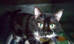 Domestic Short Hair - Baby*at Petco* - Small - Young - Male
Meet Baby! He is a 1 year old, neutered male kitty. Look at that face! Baby has a shiny black coat with a white chin, bib, and paws. He has beautiful golden eyes, a small build, long white