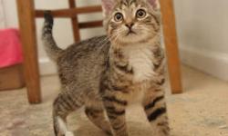 Domestic Short Hair - Baby - Small - Young - Female - Cat
Baby
Torti Tiger DSH
Young/Spayed Female
Ask at the Desk
Baby has been treated for a bad ear infection but is doing great now. In spite of all the discomfort and medications pushed at her, she is