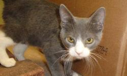 Domestic Short Hair - Basil - Small - Baby - Male - Cat
Basil
Tiger DSH
Baby/Neutered Male
Cage #1
Basil has the most wonderful big brown eyes - they will melt your heart! He is fun and playful. He loves to help scrub the floor - when his feet get wet he