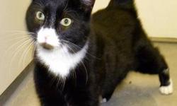 Domestic Short Hair - Black and white - Charcoal - Medium
Charcoal is a handsome black and white tuxedo cat. He is curious and he loves to run around and explore. He is also an affectionate boy who likes to get attention. This cute tuxedo kitty is all