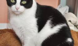 Domestic Short Hair - Black and white - Elinor - Medium - Adult
Meet Elinor! Looking for a lovely companion with some sense and sensibility? Elinor is your lady! She is an engaging hostess and greets all her visitors with a friendly welcome. Elinor loves