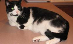Domestic Short Hair - Black and white - Jasper - Small - Adult
Jasper has been with us a long time. He is shy and needs someone that will be patient with him while he adjusts. To help get him home a generous volunteer is paying for half of his adoption