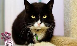 Domestic Short Hair - Black and white - Lucy*at Petco* - Medium
Lucy is a beautiful, 10 year old, spayed female, black and white tuxedo cat. She has the most gorgeous golden eyes! Lucy is laid back and affectionate and she gets along with other cats. She