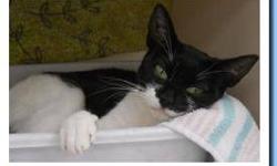Domestic Short Hair - Black and white - Petco Cattina - Small
Cattina
Black and White DSH
Adult/Spayed Female
Cattina came to us pregnant but soon after gave birth to deceased kittens. She survived the ordeal and we had her spayed immediately. She is