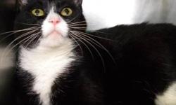 Domestic Short Hair - Black and white - Precious - Medium
Precious is a very pretty, 5 year old tuxedo cat. She is friendly and sweet and she loves to be petted. She came to the shelter with her sister Shelly.
CHARACTERISTICS:
Breed: Domestic Short