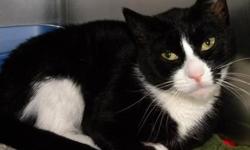 Domestic Short Hair - Black and white - Shelly - Medium - Adult
Shelly is a beautiful, 5 year old tuxedo kitty. She is affectionate and curious and she likes to meet new friends. She came to the shelter with her sister Precious.
CHARACTERISTICS:
Breed:
