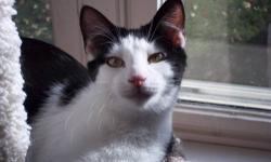 Domestic Short Hair - Black and white - Soni - Medium - Young
Sonie. 6mos. Sweet. Went from house to house. Trying to get someone to let her in. All HSLC cats have been vet checked and have tested negative for Feline Leukemia and FIV. They are all up to