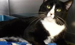 Domestic Short Hair - Black and white - William*at Petco*
William is a handsome, neutered male, black and white tuxedo cat. He is easy going and friendly and he likes to hang out with other cats.. William was injured when he arrived at the shelter, but