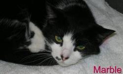 Domestic Short Hair - Black and white - Zebra - Medium - Adult
Zebra is five years old and has been with us since October. She seems pretty mellow, the kind of cat that would enjoy a quiet indoor life. We think she would make a great companion for a