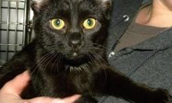 Domestic Short Hair - Black - Asheton - Medium - Baby - Female
Asheton is an adorable, 4 month old kitten. She is a sweetie who loves to cuddle. She is also a very frisky girl who enjoys tearing around and playing. She is at the shelter with her brother