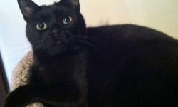 Domestic Short Hair - Black - Ellie - Medium - Adult - Female
Ellie-Bellie as she is affectionately called is a happy playful cat. Overlooked at adoption days, black cats are the least likely to be adopted. Ellie has a seriously cute face and a funny