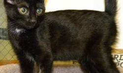Domestic Short Hair - Black - Green - Medium - Baby - Female
Green is an adorable, 2 month old, black kitten. She is frisky and lively and curious about everything. Come meet this playful baby today!
CHARACTERISTICS:
Breed: Domestic Short Hair-black
Size: