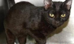 Domestic Short Hair - Black - Jay Jay - Medium - Baby - Male
Jay Jay is a very cute, 3-4 month old, black kitten. He is lively and curious and he loves to run around and play. He is at the shelter with his brother Jet--come visit them soon!