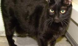 Domestic Short Hair - Black - Kelvin - Large - Senior - Male
Kelvin is a big, handsome, 9 year old, neutered male cat. He has been declawed. Kelvin is outgoing and inquisitive and he loves to get his chin and ears scratched. He also gets along well with