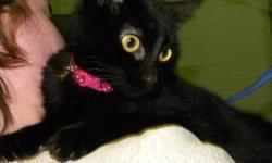Domestic Short Hair - Black - Lilly - Small - Adult - Female
Lilly is a sleek, pretty, 2 year old black kitty. She is sweet and snuggly and she loves to be petted and cuddled. She can't wait to find her forever family!
CHARACTERISTICS:
Breed: Domestic