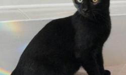 Domestic Short Hair - Black - Little Bear - Small - Young
Little Bear is a bob-tail. She was born with just a little nub of tail and looks just like a little black bear. Little Bear and her sister arrived at Wanderers' Rest in June, just a few days old,