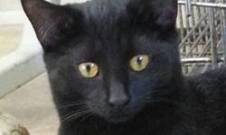 Domestic Short Hair - Black - Naomi - Small - Young - Female
Naomi is a 7 month old DSH black female kitten who is looking for her purr-fect Family!! Could it be with you? She is the sweetest little girl and please stop by to visit with her to see for