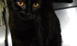 Domestic Short Hair - Black - Pricella - Medium - Adult - Female
Pricella is a beautiful, 1 year old, spayed female, black kitty. She is frisky and playful and she loves to chase wand toys. She also gets along well with other cats. Pricella loves to be
