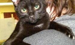 Domestic Short Hair - Black - Vader - Medium - Baby - Male - Cat
Vader is a very cute, 4 month old kitten. He is a very friendly little guy who likes to be held and snuggled. He is at the shelter with his sisters Asheton and Inka.
CHARACTERISTICS:
Breed: